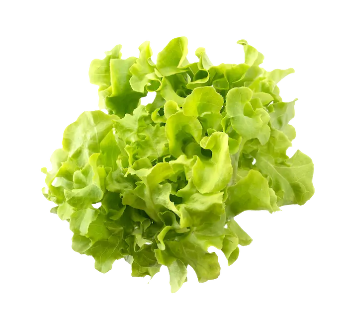 Alface