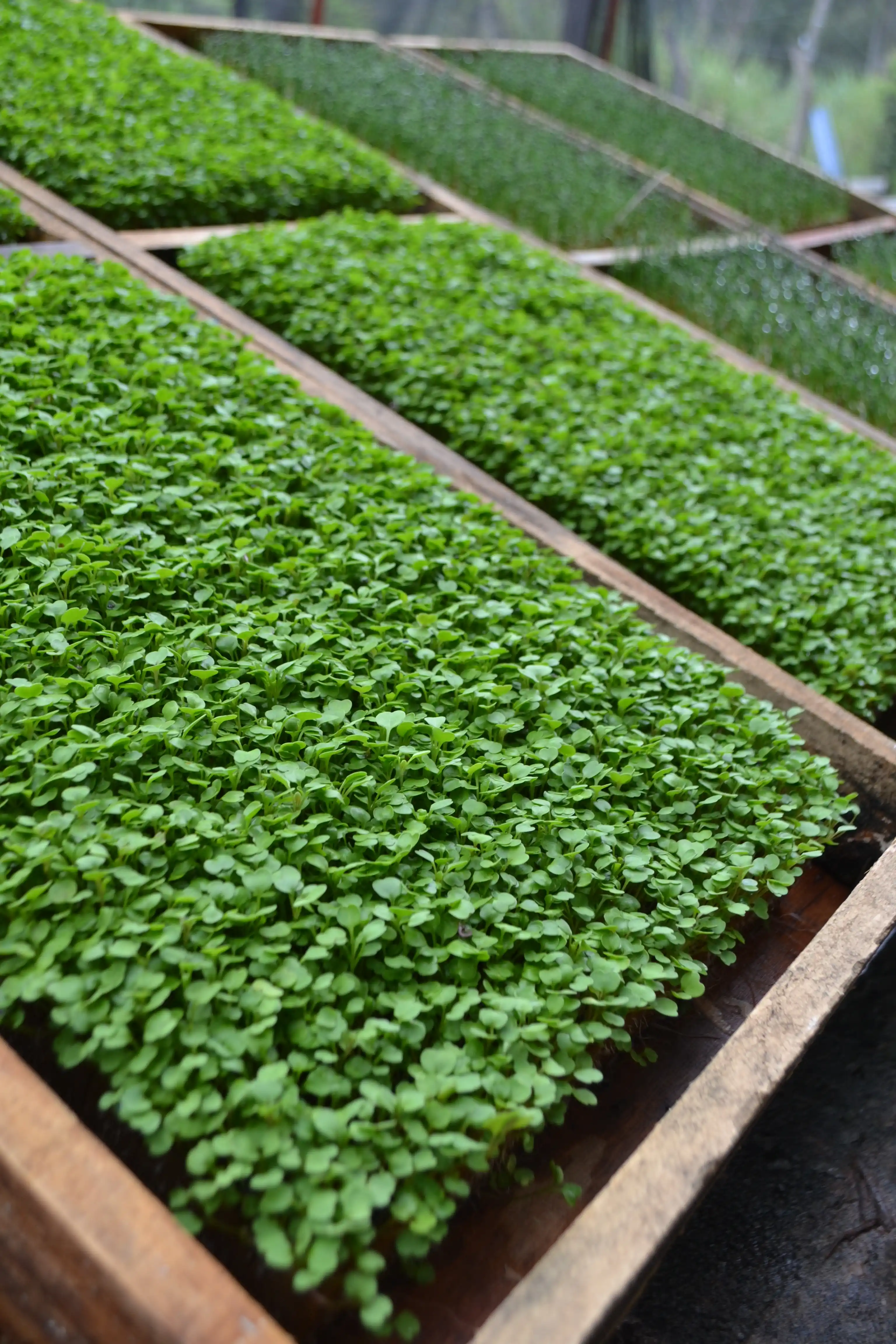 Berçário de mudas verdes em estufa para cultivo hidropônico