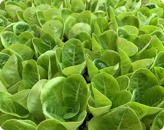 viva horta hidroponia residencial com horta vertical, diversas verduras orgânicas.